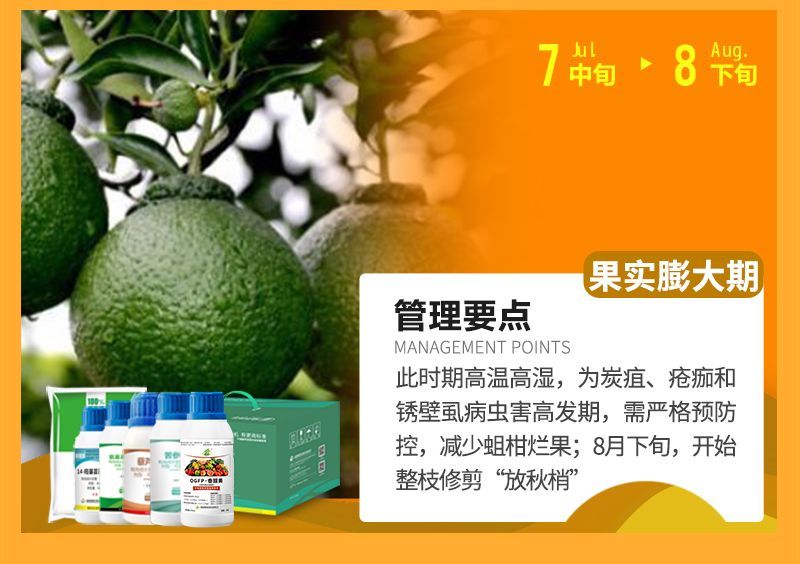 此時期高溫高濕，為炭疽、瘡癡和銹壁虱病蟲害高發(fā)期，需嚴格預防控，減少蛆柑爛果;8月下旬，開始整枝修剪“放秋梢”