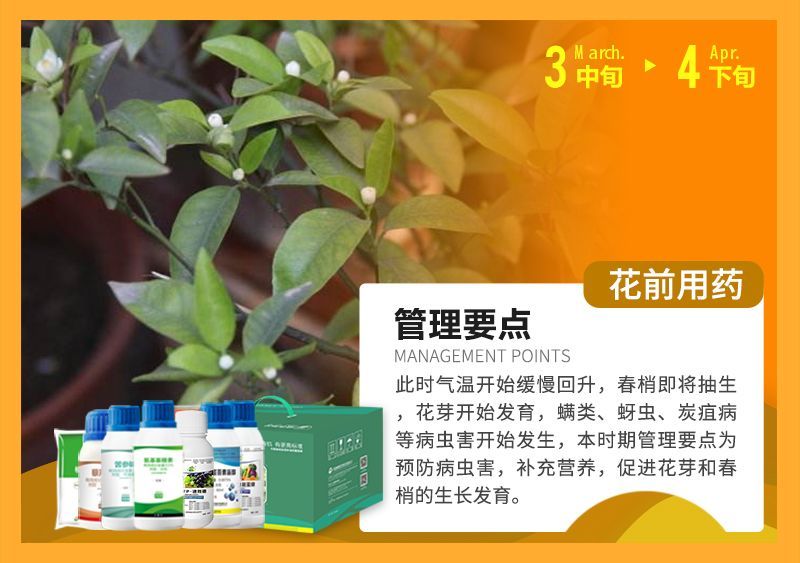 此時(shí)氣溫開始緩慢回升，春梢即將抽生花芽開始發(fā)育，蠕類、蚜蟲、炭疽病等病蟲害開始發(fā)生，本時(shí)期管理要點(diǎn)為預(yù)防病蟲害，補(bǔ)充營養(yǎng)，促進(jìn)花芽和春梢的生長發(fā)育。